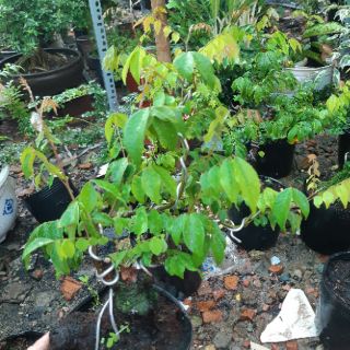 Cây khế bonsai mini dáng đẹp