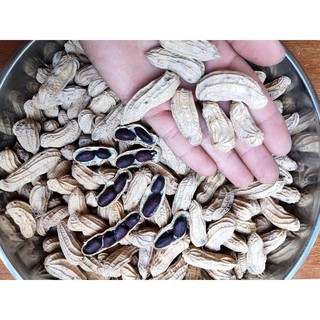 Hạt giống lạc đen kokuma (50 hạt)