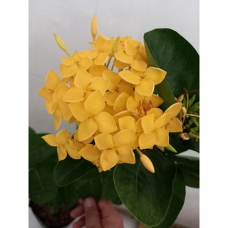 mẫu đơn pháp vàng 1 cốt