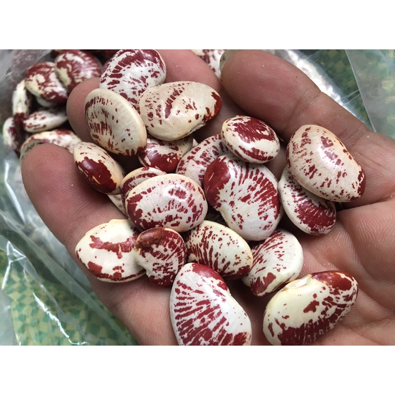 đậu ngự đà lạt (đỗ ngự) hàng đà lạt 1 kg giá rẻ