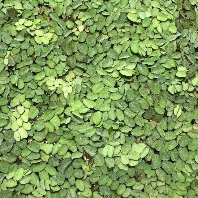 Bèo Vẩy ốc Thủy Sinh