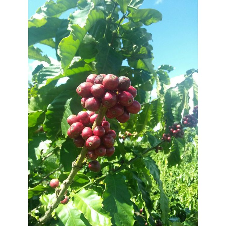 [FreeShip – Hàng Loại 1] Combo 2Kg cafe nguyên chất Robusta Sàn 18 rang mộc nguyên chất 100% | BigBuy360 - bigbuy360.vn
