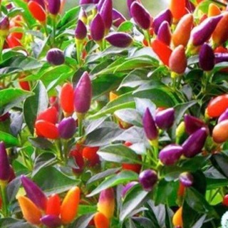 30h Hạt Giống Ớt Ngũ Sắc (Capsicum annuum)