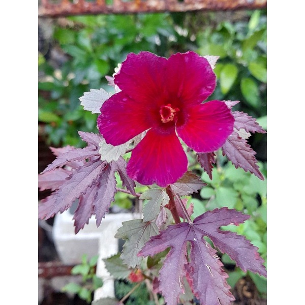 Bụp giấm chua lá đỏ