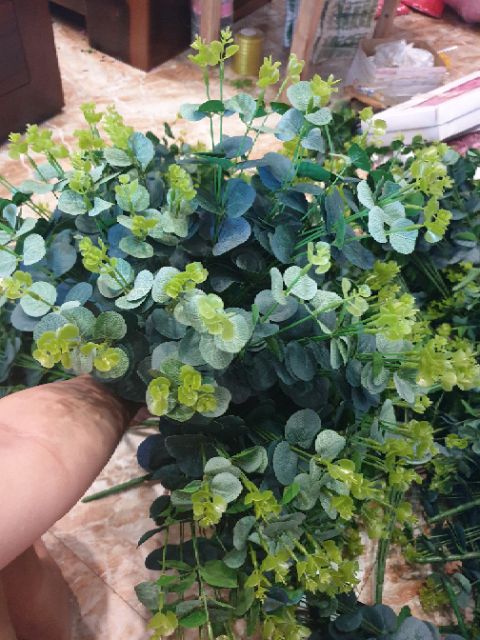 Lá táo mimosa hàng đẹp tươi xanh