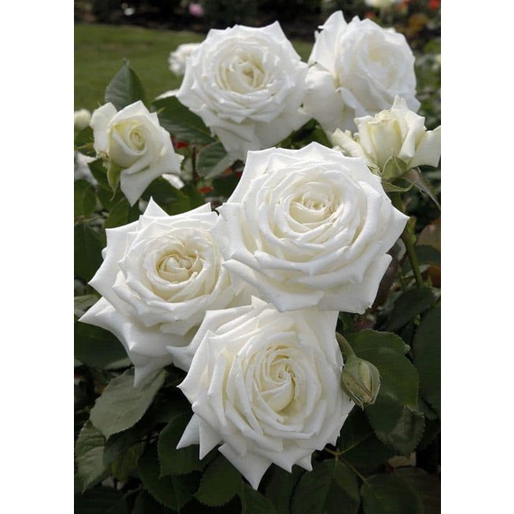 Hoa Hồng Ngoại pope John Paul II bông to siêu nổi bật -hoangoaimelinh