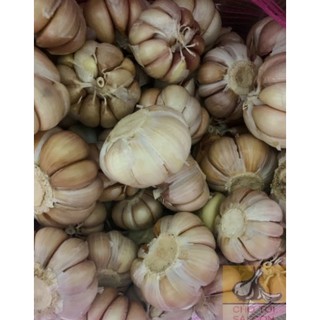 [TỎI CỦ TO ĐẸP- HÌNH THẬT] Tỏi củ 500g -1kg