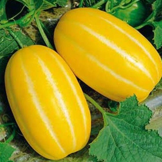 Hạt giống Dưa gang cao sản dễ trồng dễ nảy mầm TOTT's fertilizer