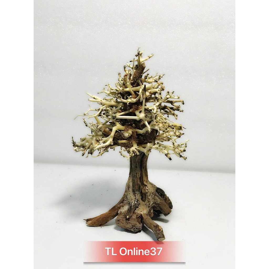 Lũa bonsai cây thông noel trang trí bể cá thuỷ sinh CT1215