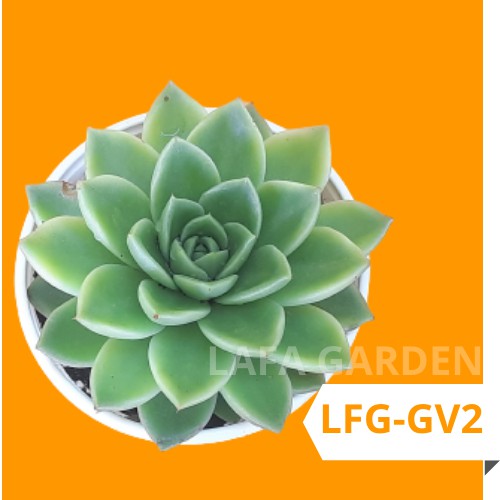 Sen đá size trung 01 cây để bàn làm việc LAFA GARDEN