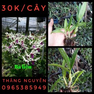 Denro nắng bà liễu hoa thơm