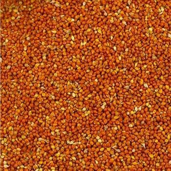 100g Hạt Kê Đỏ Bổ Dưỡng Cho Hamster-Rat-Đuôi Mập