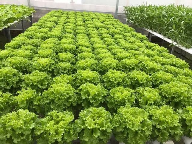 Dinh dưỡng thủy canh NOVA ISA