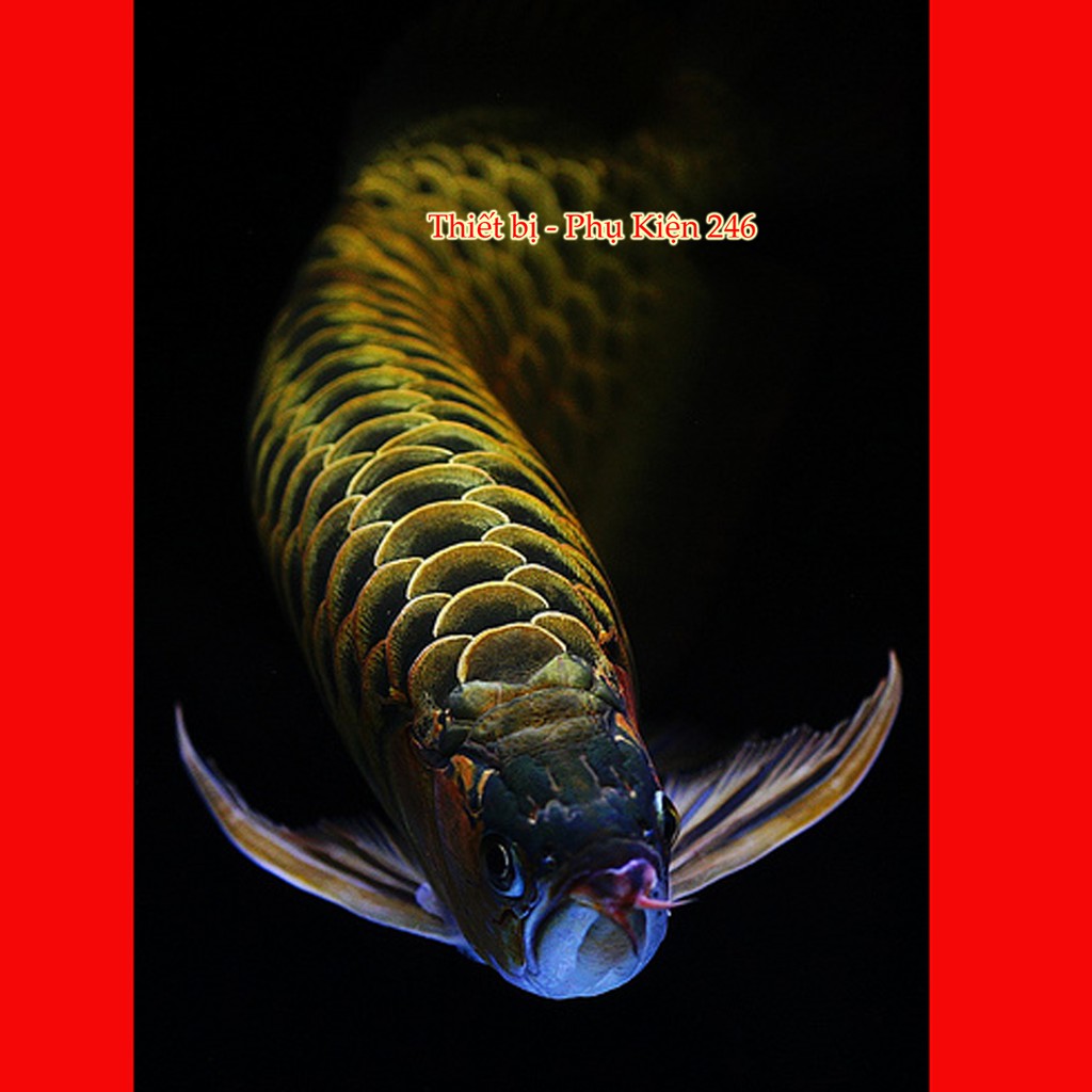 Chai số 7 : Special Arowana Internal Bacteria(Thuốc hỗ trợ phát triển lên màu sắc) thuốc chữa bệnh cho cá rồng