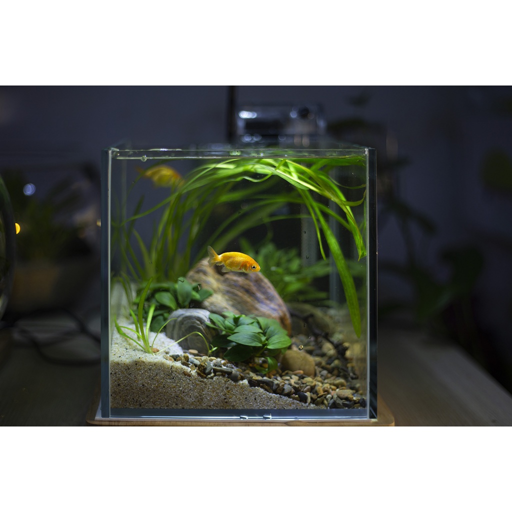 Bể cá thủy sinh mini để bàn Combo_CB2