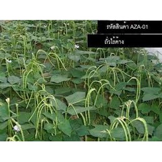 Hạt Giống Đậu Đũa Cao Sản