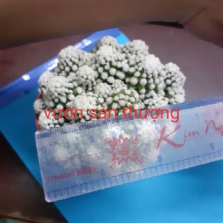 [Hót 2020] xương rồng đám mây 1 chậu