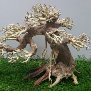 Lũa bon sai cấy rêu (dài25cm cao 15cm)