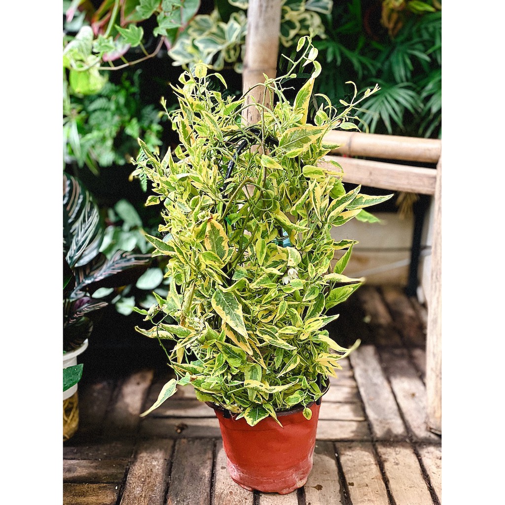 Cây leo Solanum jasminoides Golden (Diệp Bạch Anh Hoàng Kim) chậu treo