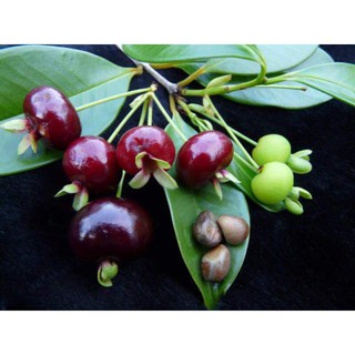 Cây Chery bazil,, 6 tháng cho trái  - Cây Giống Nhập Khẩu