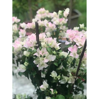 Hoa Giấy Thái Sakura Hồng Phớt - Cây Giống 60cm