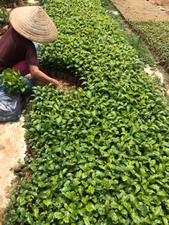 Combo 5 cây xạ đen chính hiệu Hoà Bình