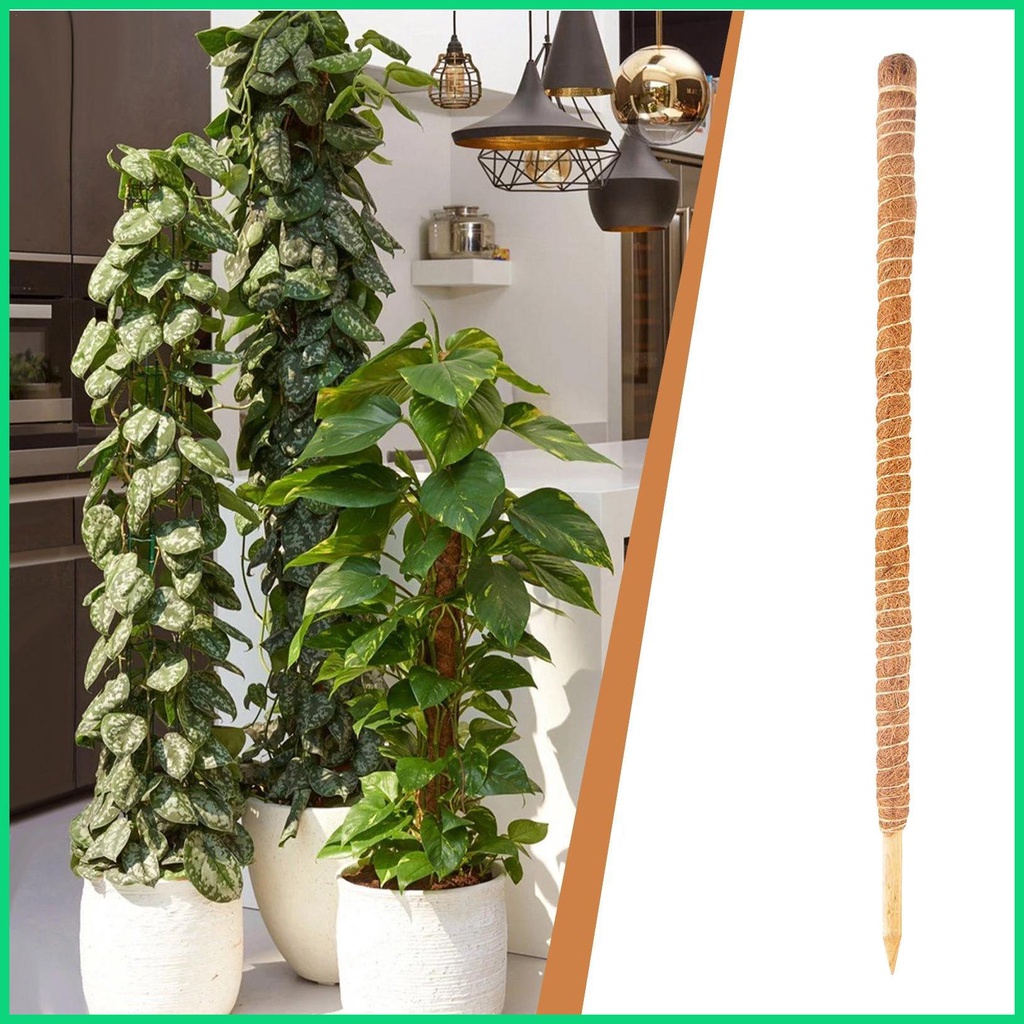 Cây Rêu Tự Nhiên Có Thể Uốn Cong Dùng Để Trồng Cây Monstera Và Chậu Trồng Cây Tự Nhiên