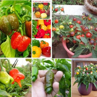 Combo 5 gói hạt giống ớt các loại khác nhau