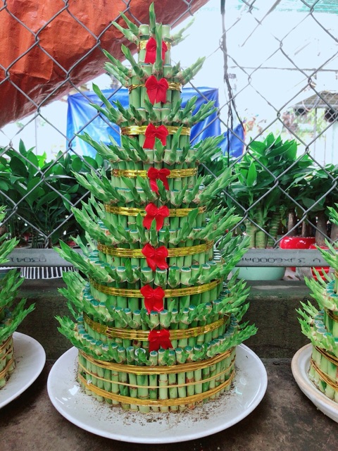 Trúc Phát Tài 9 Tầng Kèm Đĩa