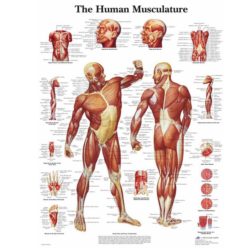 Tấm Áp Phích Dán Tường Giải Phẫu Cơ Thể Người