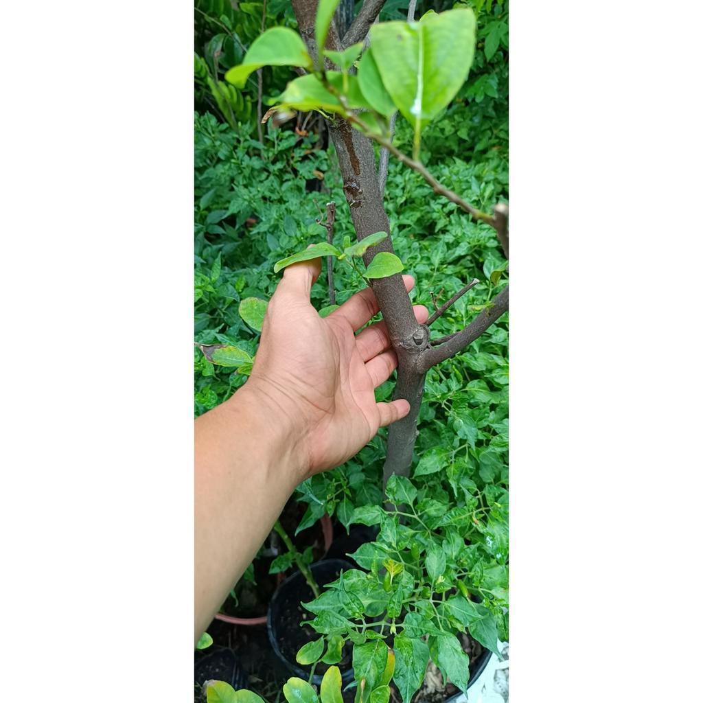 cây mãng cầu ta, quả na ,giống mãng cầu dai sắp có trái cây cao khoảng 1.5m (Annona squamosa)