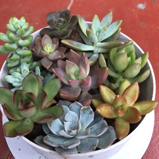 Sen đá đẹp việt nam