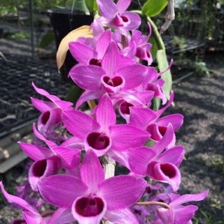 Hoa Lan Trầm hương đột biến(1 khóm)