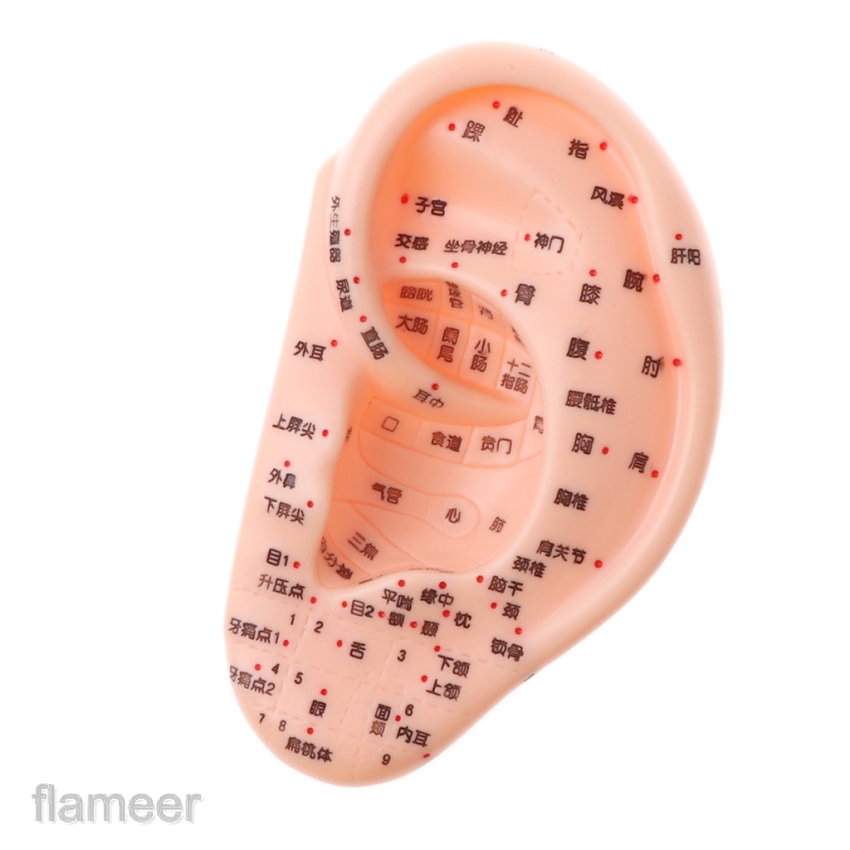 Mô hình tai người 13cm tập châm cứu bấm huyệt cho ngành y tế