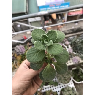 Nhánh ươm sen đá nhất mạt hương