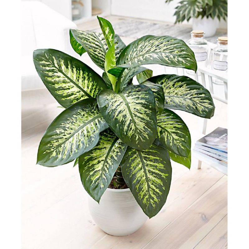Cây Vạn Niên Thanh, Cây Dieffenbachia seguine Tropic Snow