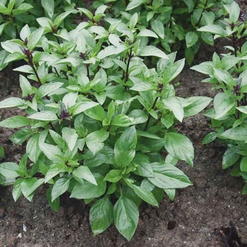 [Seeds] Hạt giống Rau Húng Quế, đóng gói 5gr