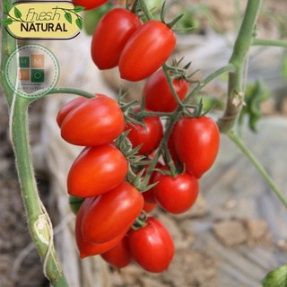 Hạt giống cà chua cherry đỏ chịu nhiệt