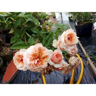 Cây hoa hồng ngoại Kizuna + Tặng (0,3kg) phân hữu cơ cao cấp