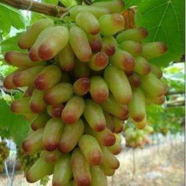 NHO MÓNG TAY MĨ NỮ