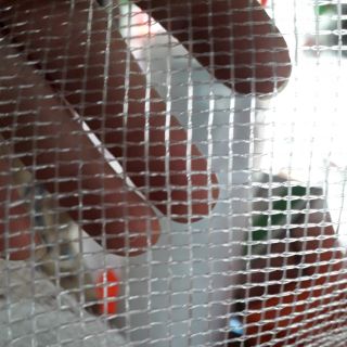 10m lưới cước rào gà vịt, quây vườn