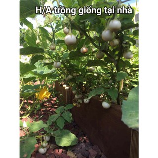 Hạt Giống Cà Pháo F1 - 5gr