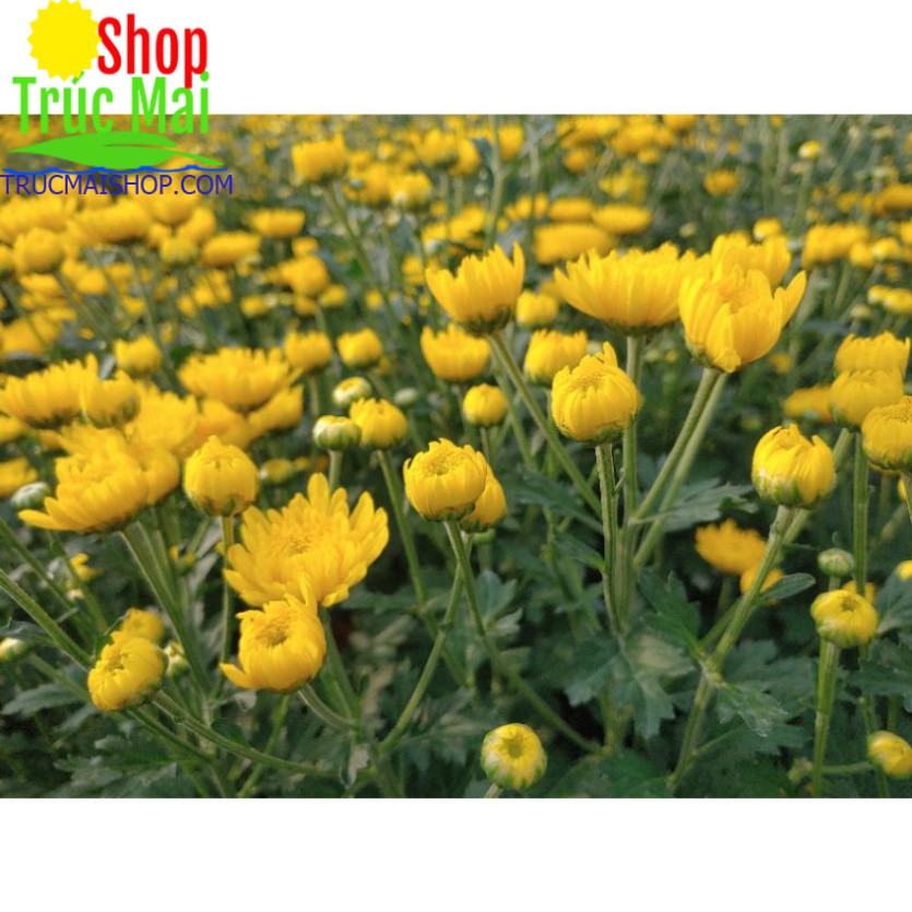 cây 10 nụ hoa cúc vàng cả gốc rễ
