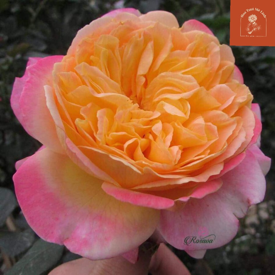 Hoa hồng ngoại Kordes  Bông To Cực Phẩm-HoaTuoiMeLinh