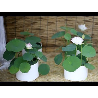 Combo 30 hạt sen nhật mini nhiều màu