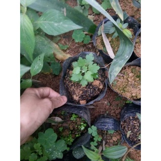 cây hoa cúc chi rủ