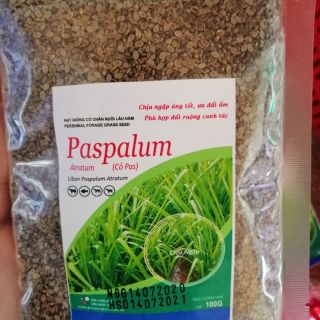 Cỏ Paspalum Chịu Ngập úng (Gói 100g)