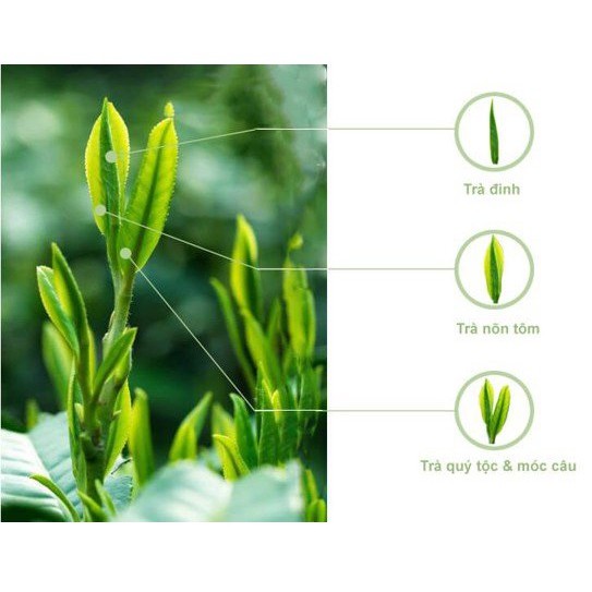 Chè Thái Nguyên chè Móc Câu loại 2 Tân Cương- Chè Hùng Nhung Tân Cương- Thái Nguyên | BigBuy360 - bigbuy360.vn