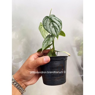 Cây philodendron brandtianum