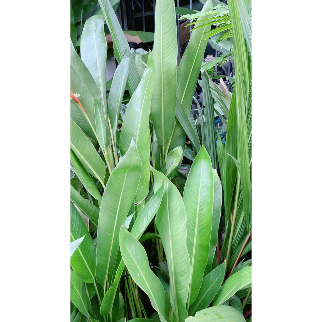 Bụi Chuối Mỏ Két Lớn (có hoa màu đỏ hoặc màu vàng)